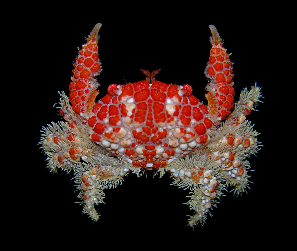 Flickriver Photoset 'Crabs of the World' by Arthur Anker