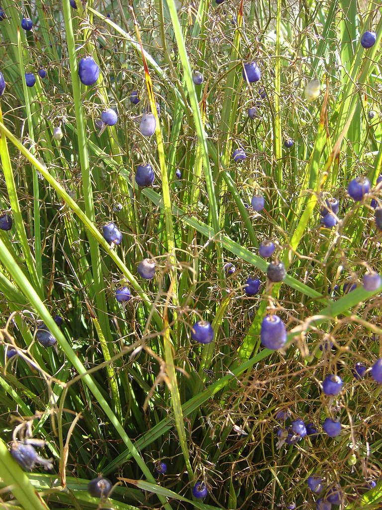 dianella longifolia edible berries, indigenous to melbou… Flickr