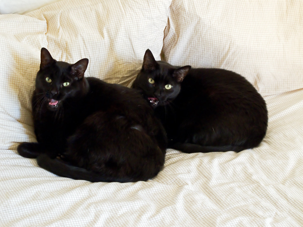 Two black cats yawning Adam (right) and Abe (left) yawn at… Flickr