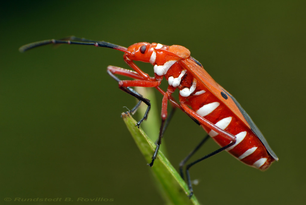 Cotton Stainer bug, Dysdercus cingulatus Pyrrhocoridae is … Flickr