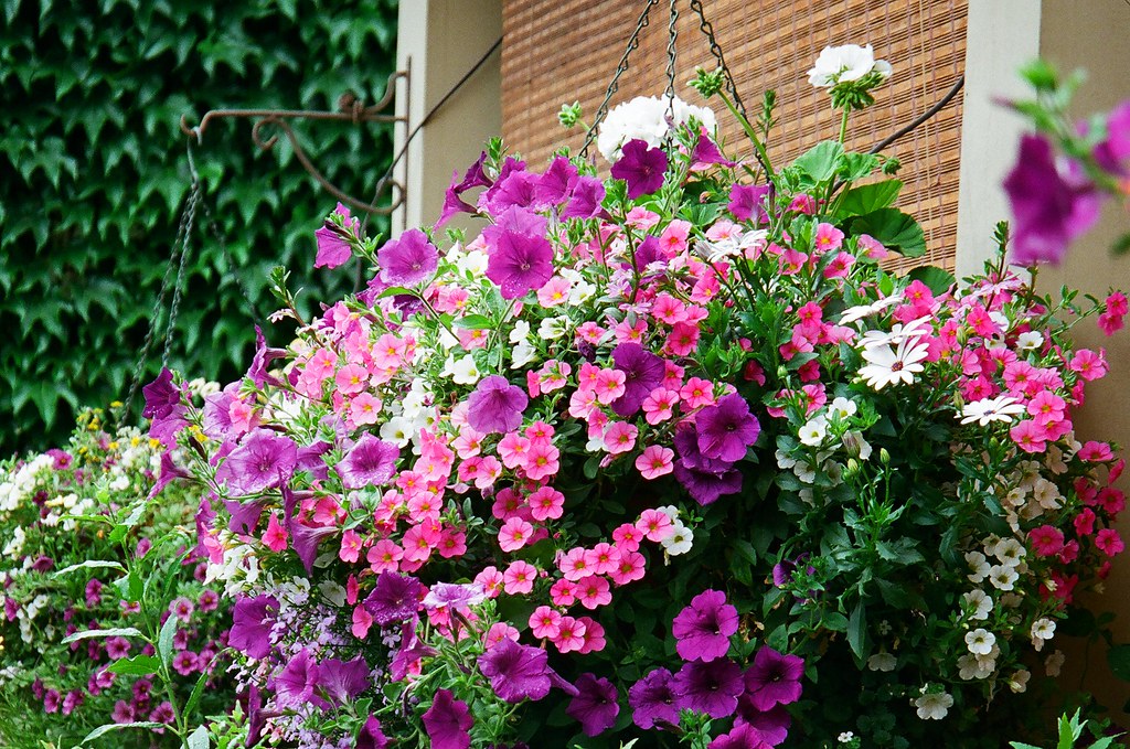 Superb Hanging Basket Went to the local English style