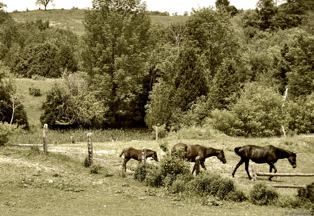 _DSC0284 Horses at a Cobourg farm Jim Dandy. Flickr