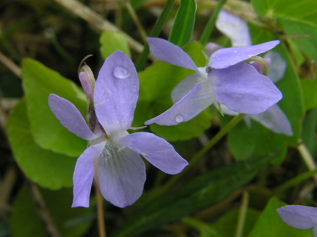 Two Woolly Blue Violets Two woolly blue violets in grass a… Flickr