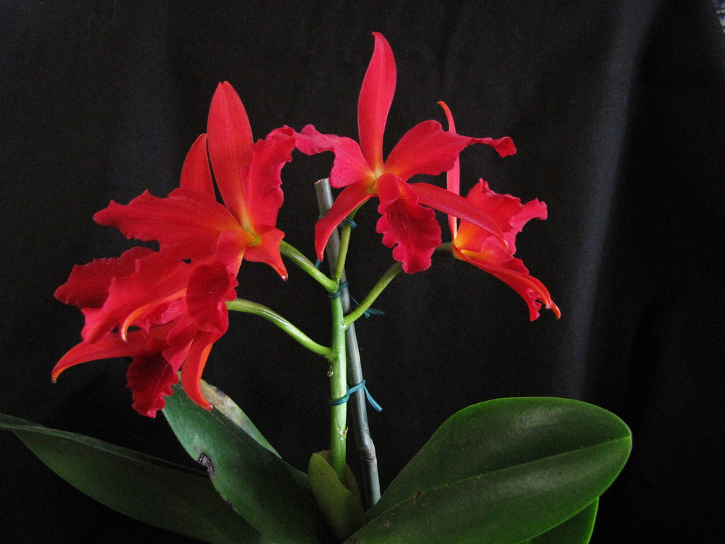 Slc Jewel Box 'Dark Waters' An older cross that always is … Flickr