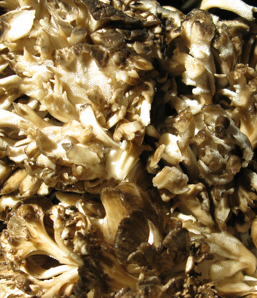 Maitake Mushroom Flickr