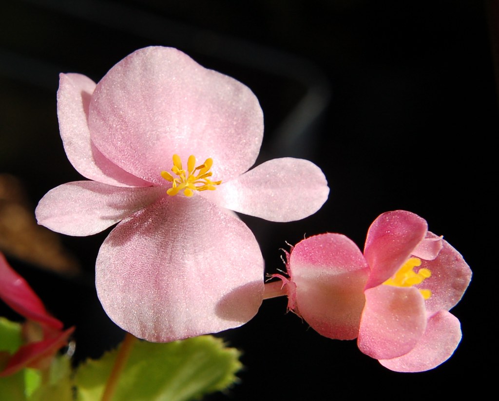Begonia, male & female flowers Home, Marylan, 20 May 2009 Flickr