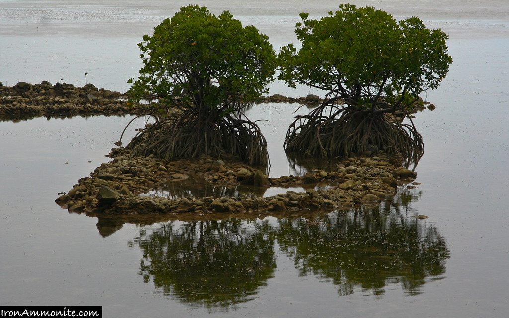 Mangroves on Yap2 Mangroves Paul Williams Flickr