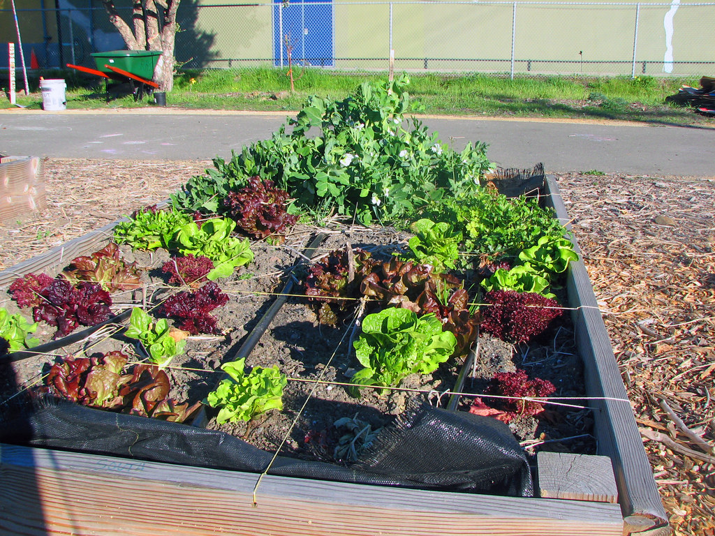 MLK NDS, Square Foot Lettuce and Peas Square foot gardenin… Flickr