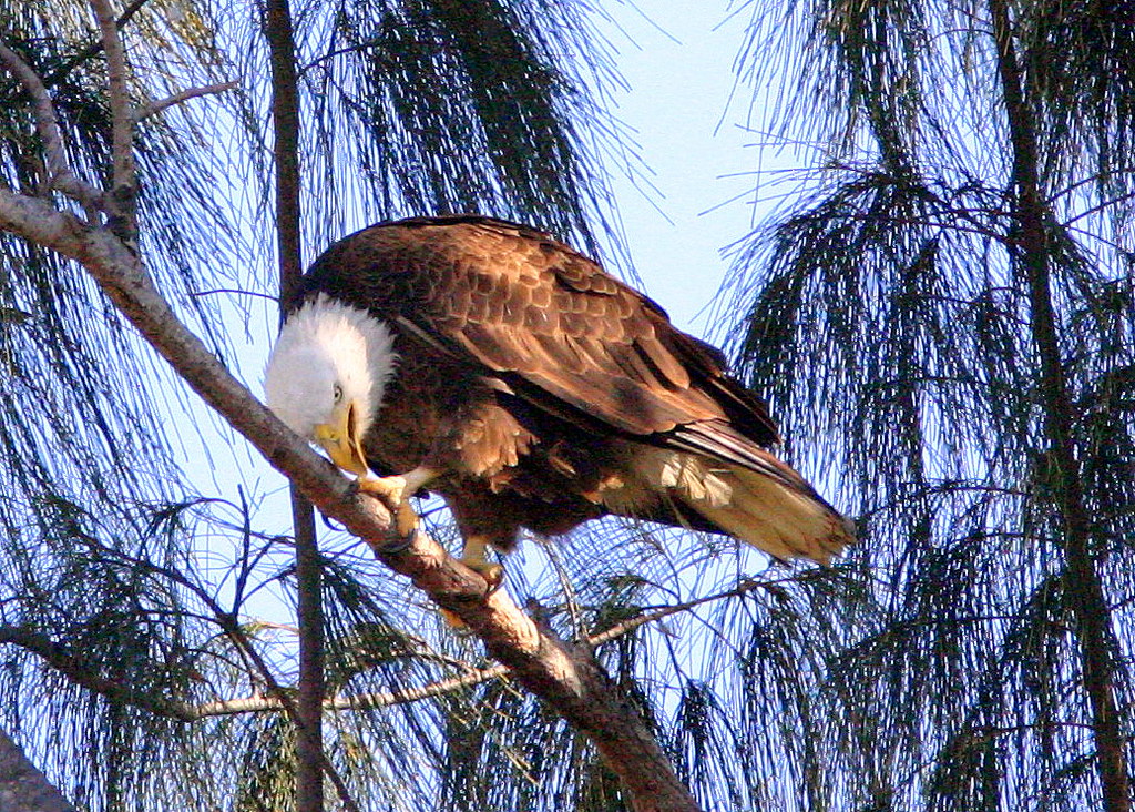 Eagle Cleaning Beak 20090205 This bird just finished feedi… Flickr