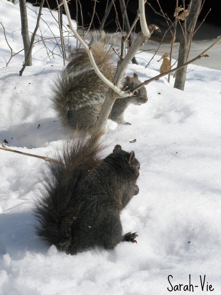 parc de Boisbriand, Québec, Canada SarahVie Flickr