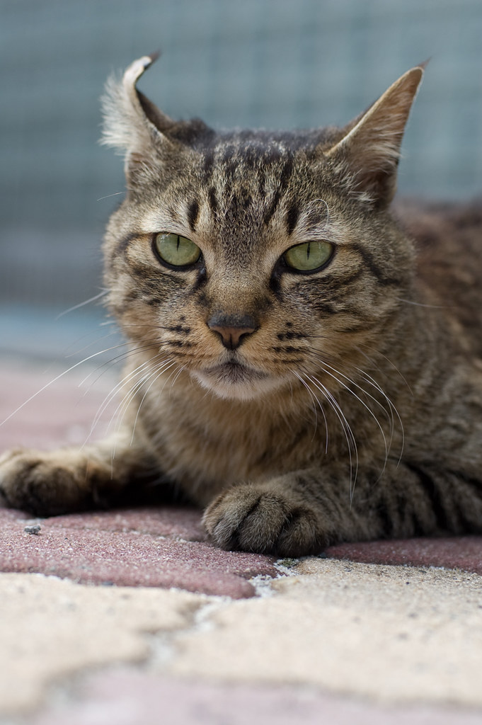 curled ear cat she is a new commer ) her ear is curled an… Flickr