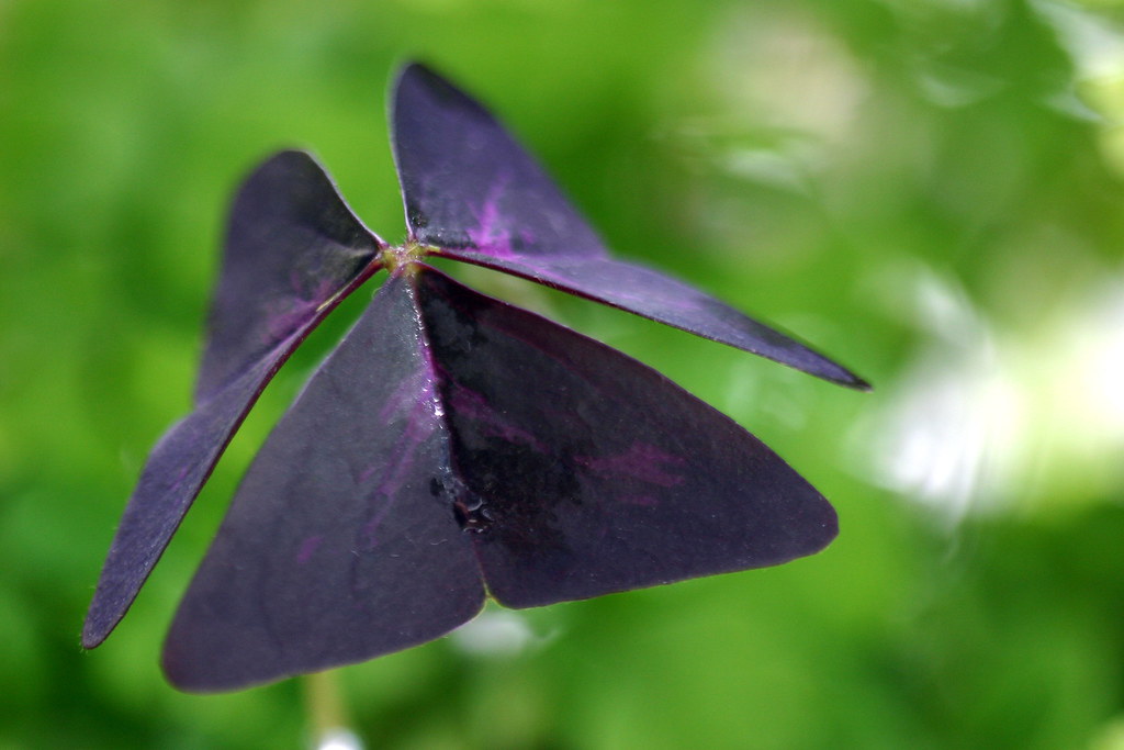 Every blade of grass has its angel that bends over it and … Flickr