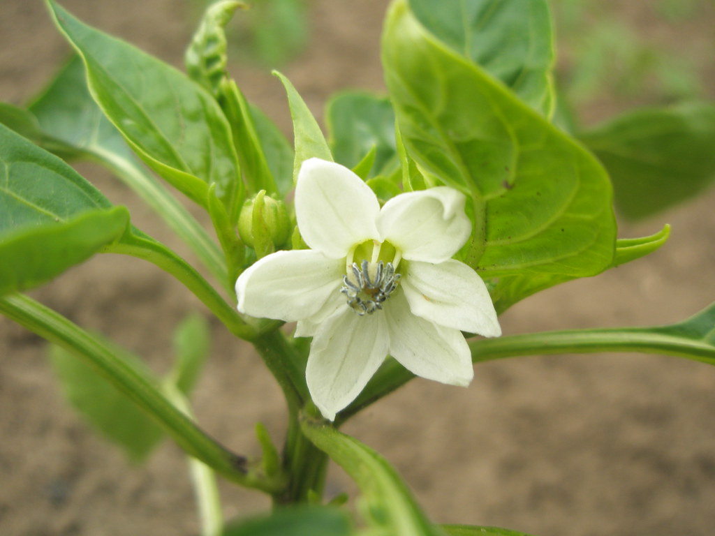 Zöldpaprikavirág (Capsicum annuum var. grossum) / Flower of bell pepper