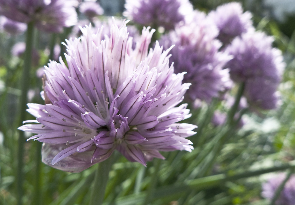 chive blossoms Chive blossoms in the Sherman Street Commun… Flickr