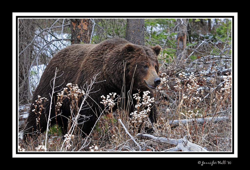Grizzly Bear Boar, Yellowstone 2904bfsg Grizzly Bear Jen Hall