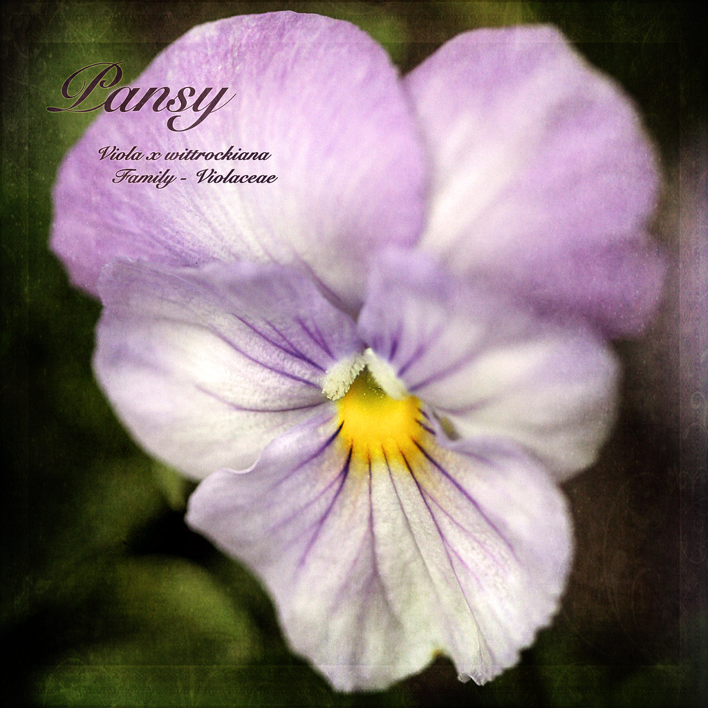 Pansy Edible Uses Young leaves and flower buds can be eat… Flickr