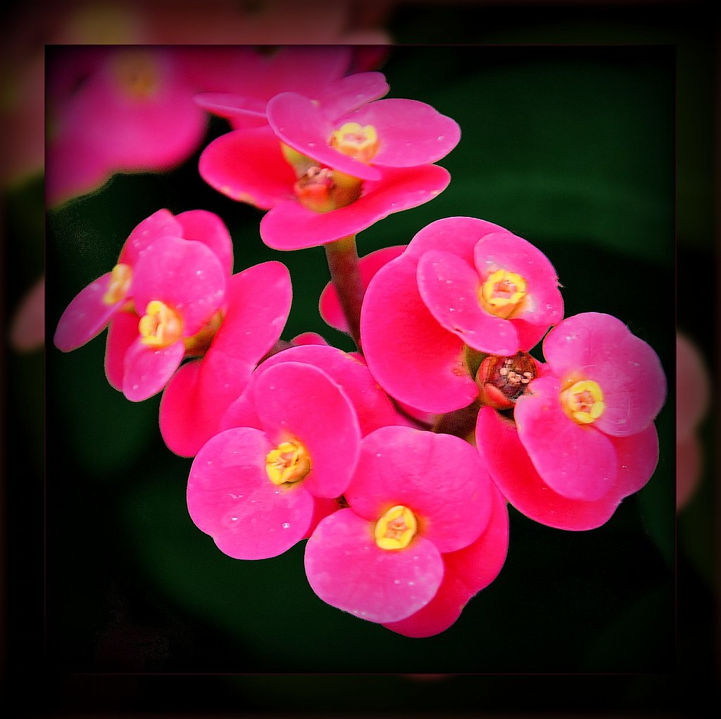 Pink & Yellow Flowers at home in Boynton Beach, Florida F… Flickr