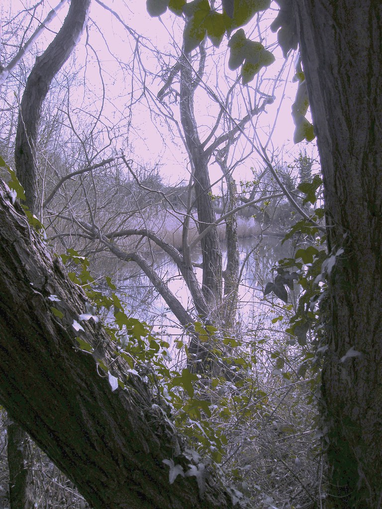 "Wildlife Trusts, Norwood Road. March Camb's UK...421 Flickr