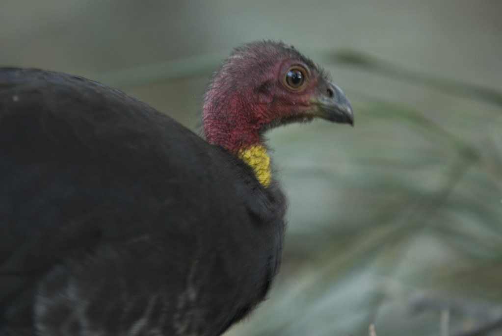 Bush Turkey A Bush Turkey at West Head north of Sydney. Kim Hanson