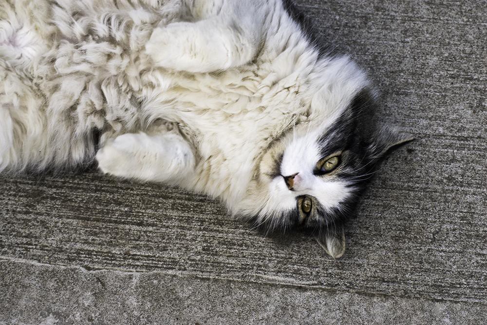 Outdoor Cats S.E.Portland, Oregon Flickr