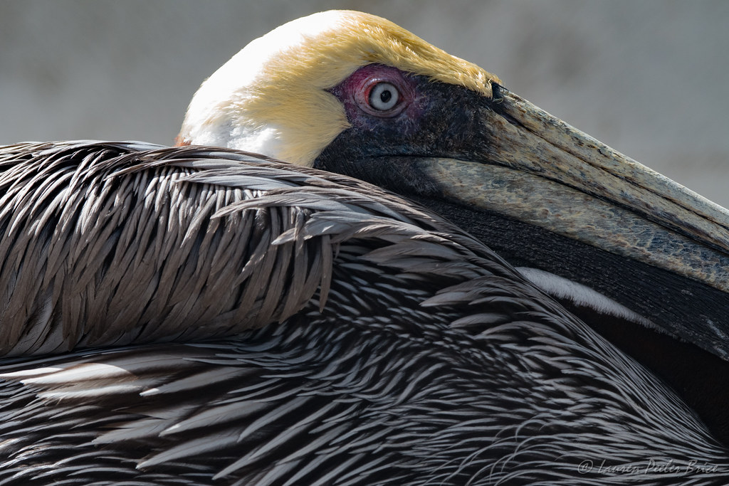 Rescued Brown Pelican Seabird Sanctuary LaurieB Flickr