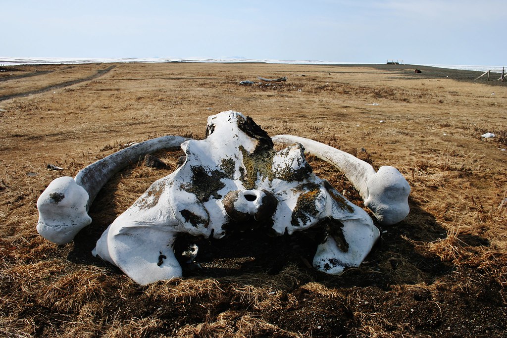 69 Gambell Alaska, Part 9, Whale Bones, St.Lawrence Islan… Flickr