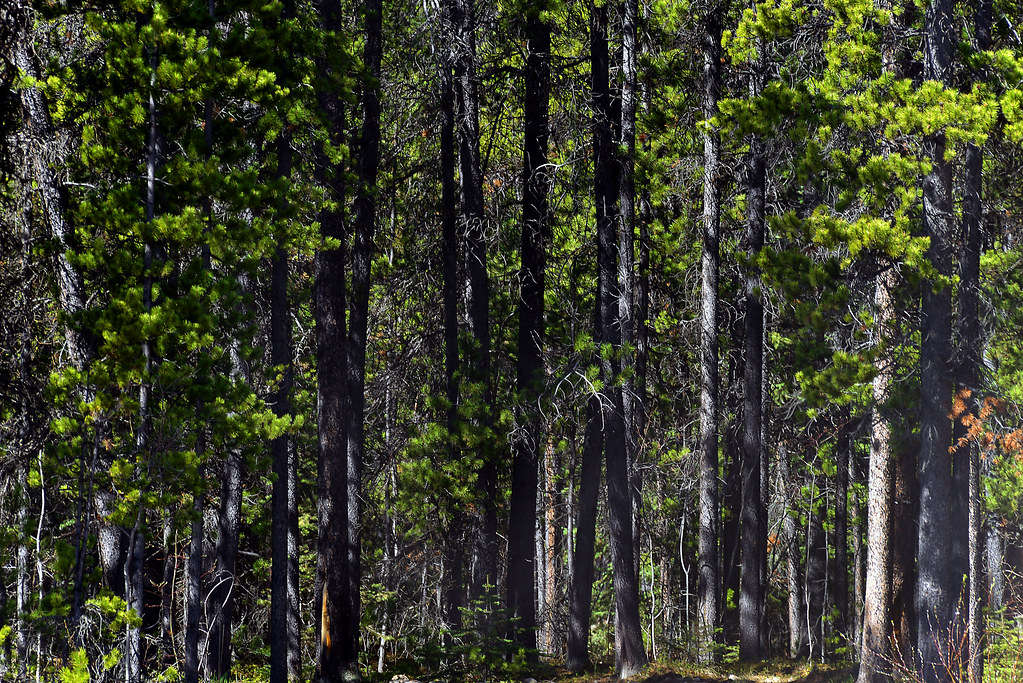 Elevation of Jade City, BC V0W 1A0, Canada Topographic Map Altitude Map