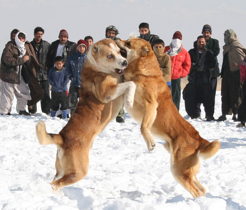 Afghan Fighting Dog Breed