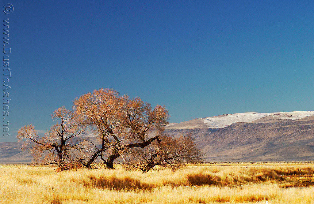 Lonely Tree Gerlach Nevada Black Rock Desert Lonely Tree n… Flickr