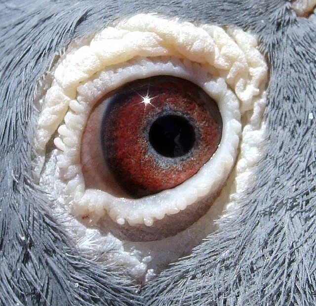 Eye of the Dove Eye of a Dove Andreas Müller Flickr