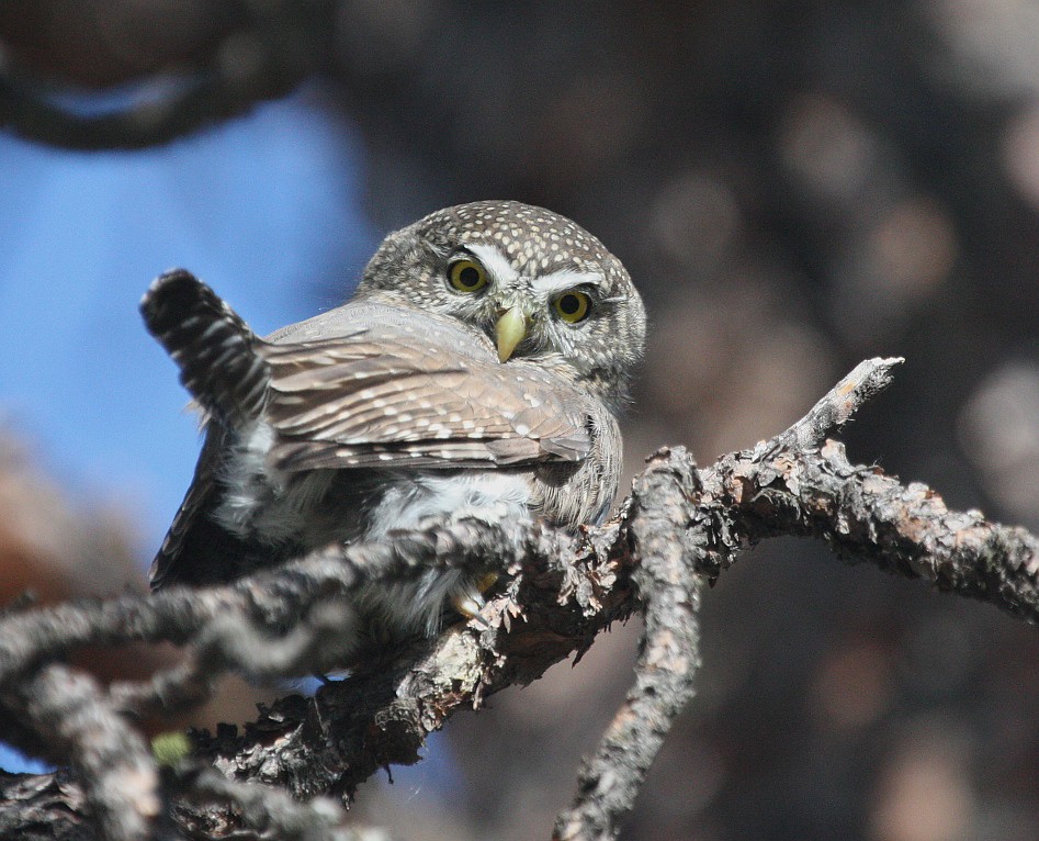 Northern PygmyOwl Smallest owl in Canada. Okanagan Mounta… Flickr