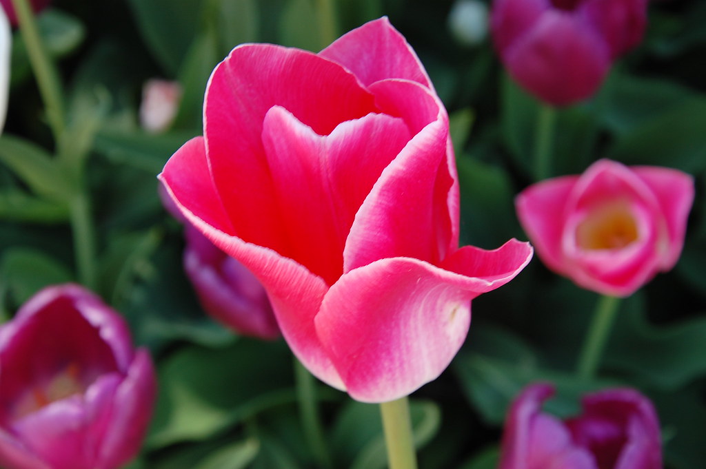 Nova Scotia 4 511 Pink Tulip, Kentville, Nova Scotia cherlane2009