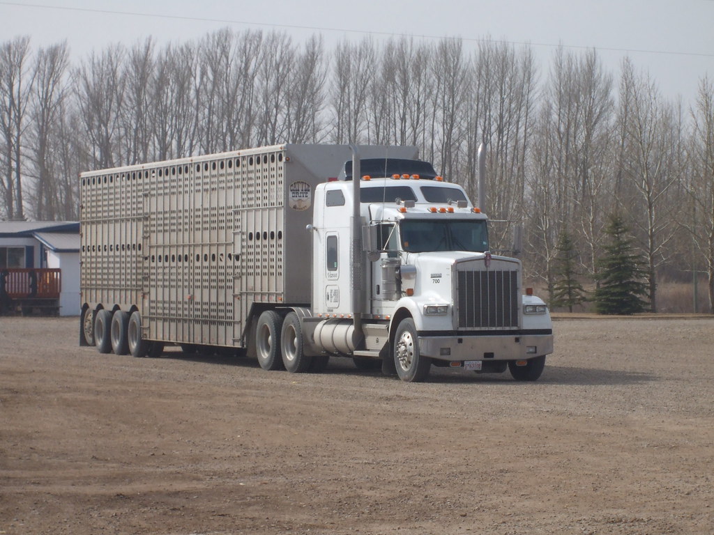 Cattle liner Cattle arrive via one of these Charles Krause Flickr