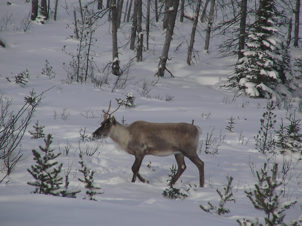 Caribou dans la neige / Caribou in snow (Mickael) peupleloup Flickr