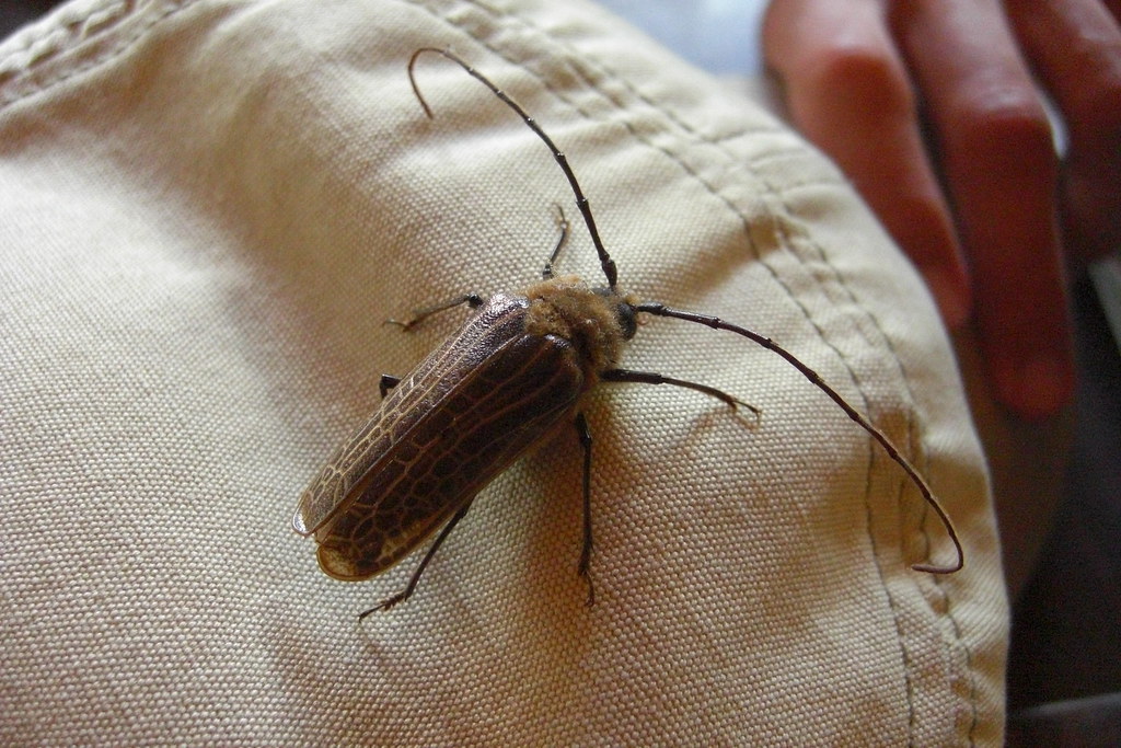 huhu beetle it's large. smugtacular Flickr