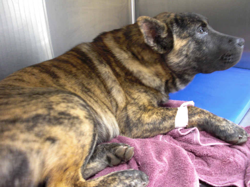 45 Adorable Pitbull Mix Breeds That Will Melt Your Heart