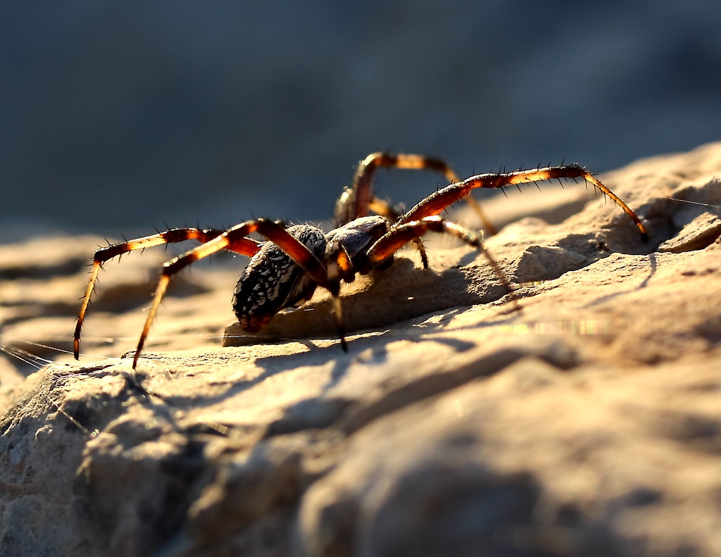 Rock on Spider I had to post this....yet another insect...… Flickr