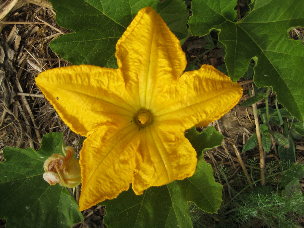 pumpkin blossom Veronique Flickr