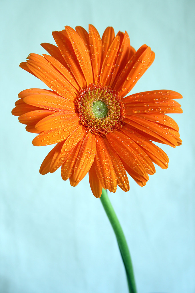 Petals & Stems Flickr