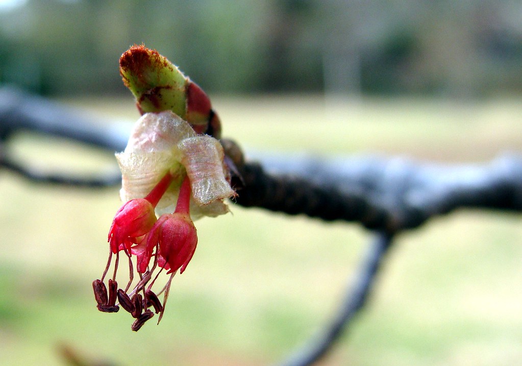 Two maple flowers, coming out of one flower bud A photo of… Flickr