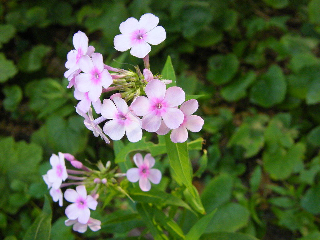 Coker Arboretum, UNC Chapel Hill (18) Michael Sauers Flickr