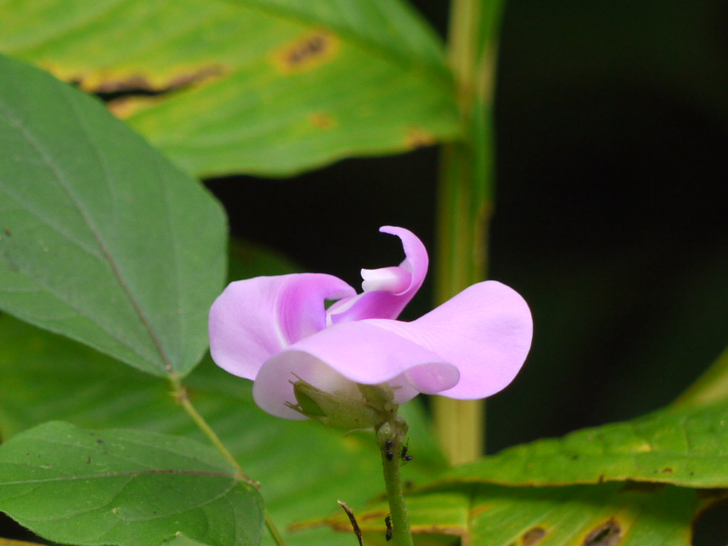 Halunda (Marathi हळुंदा) Fabaceae (pea, or legume family)… Flickr