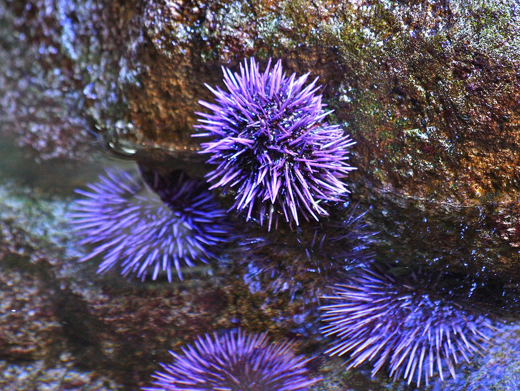 What Phylum Do Sea Urchins Belong To