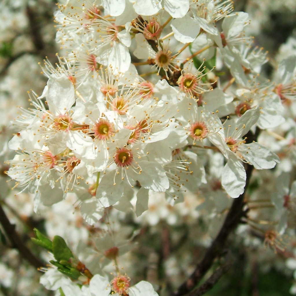 White Blossom White spring blossom with orange and yellow … Flickr