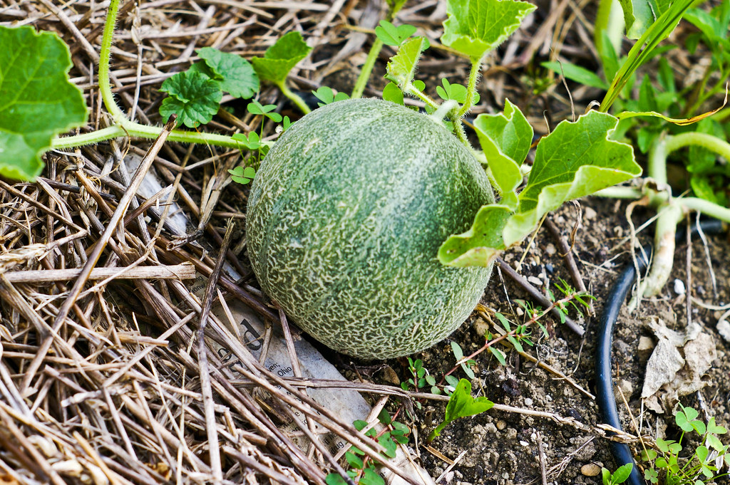 Indiana musk melon chemgrrl Flickr