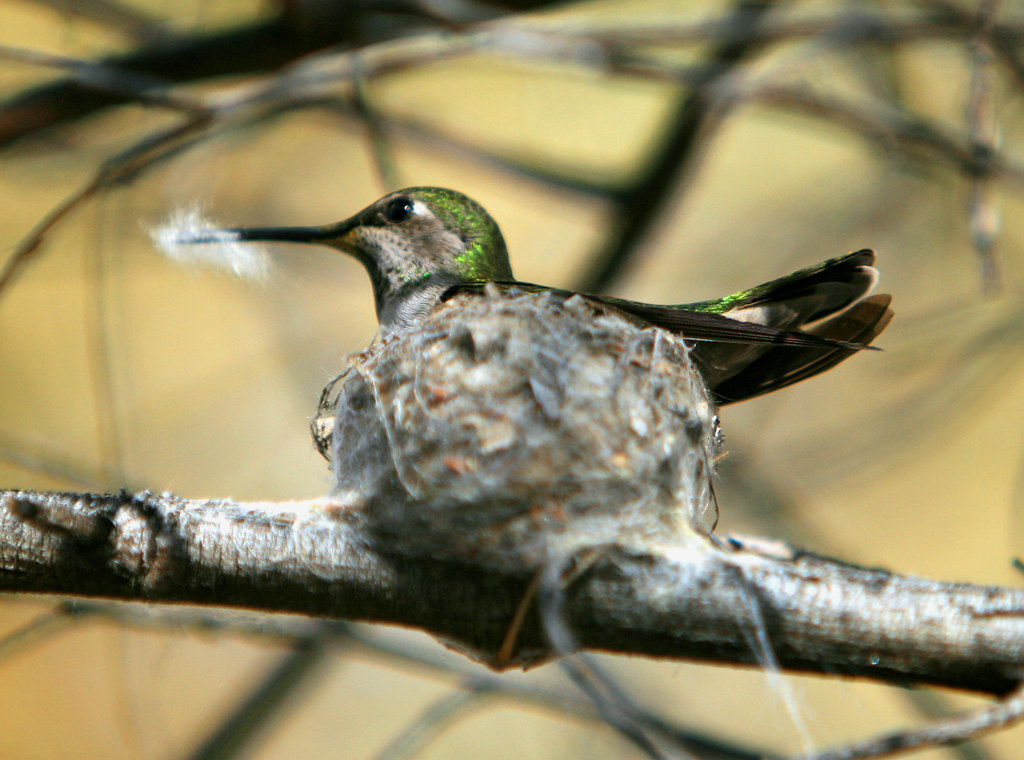 Nesting Hummingbird 1 Taken in Morongo Valley Wildlife Pre… Flickr