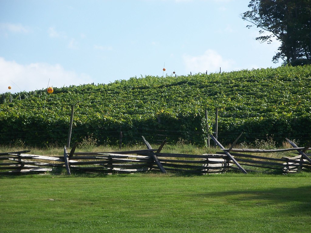 sharpe hill vineyards, pomfret, ct. sept. 2009 (103) Flickr