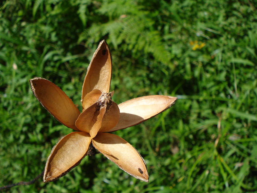 Rainforest roses Flor La Selva Biological Station, Costa… Flickr