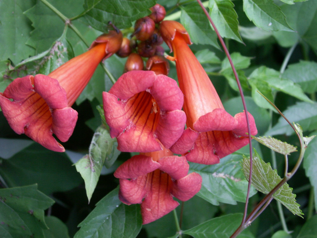 PICT0159 I believe this is Virginia trumpet vine; Hoover, … Flickr