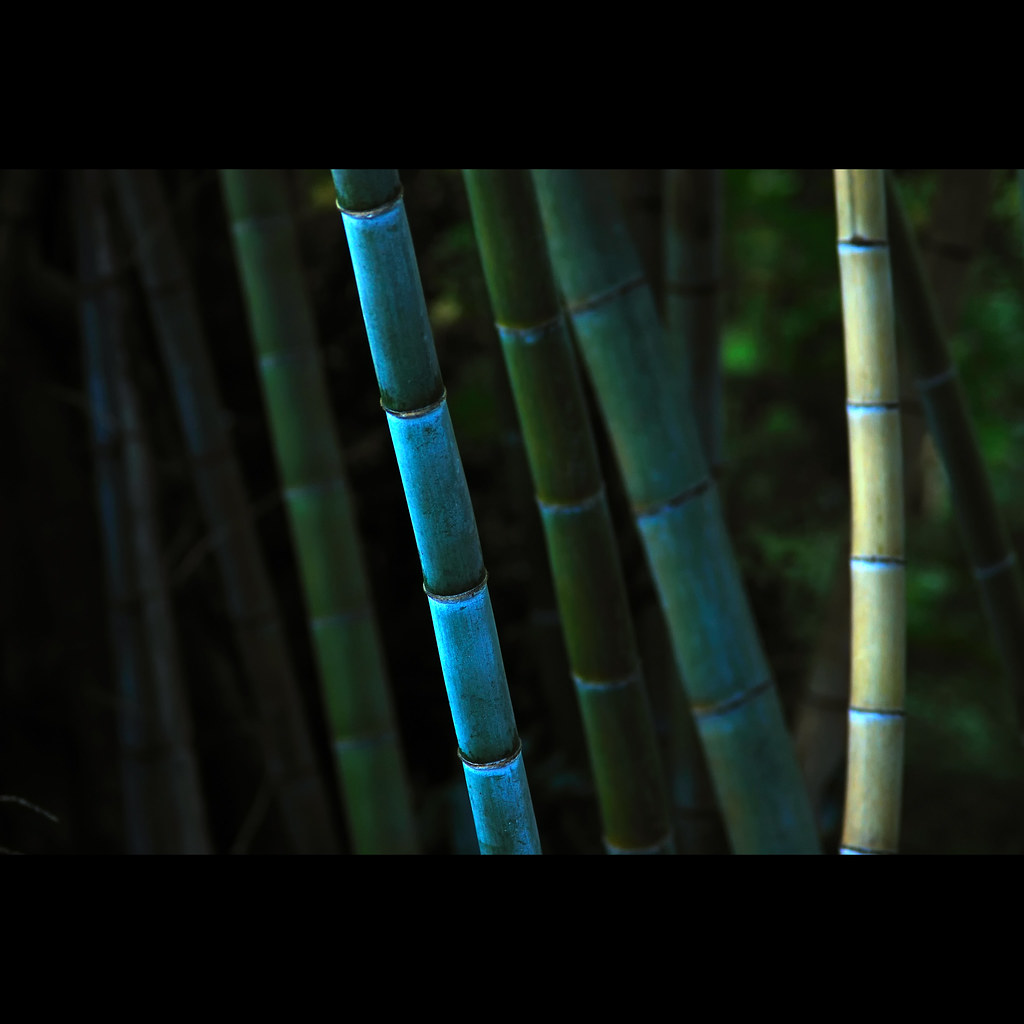 Japanese Bamboo [KAW_6971] Nguyen Hung Vu Flickr
